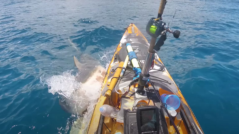 Επίθεση καρχαρία σε καγιάκ