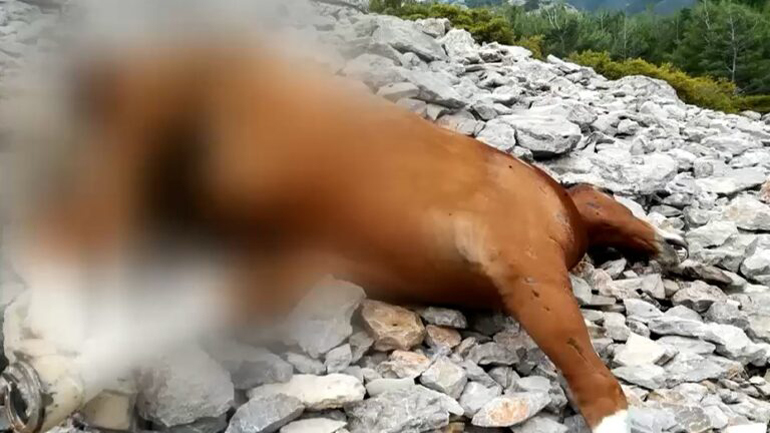 Εντοπίστηκαν νεκρά άλογα σε γκρεμό στην Πάρνηθα – Άγνωστοι τα πετούν ζωντανά