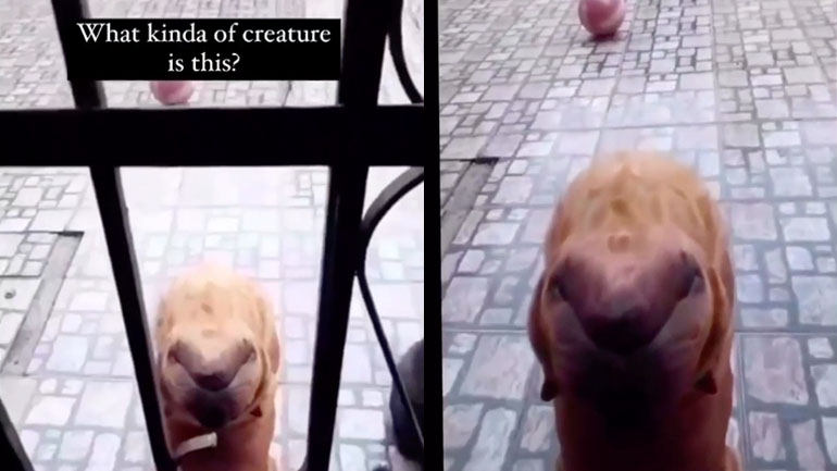 Τι ζώο είναι αυτό;