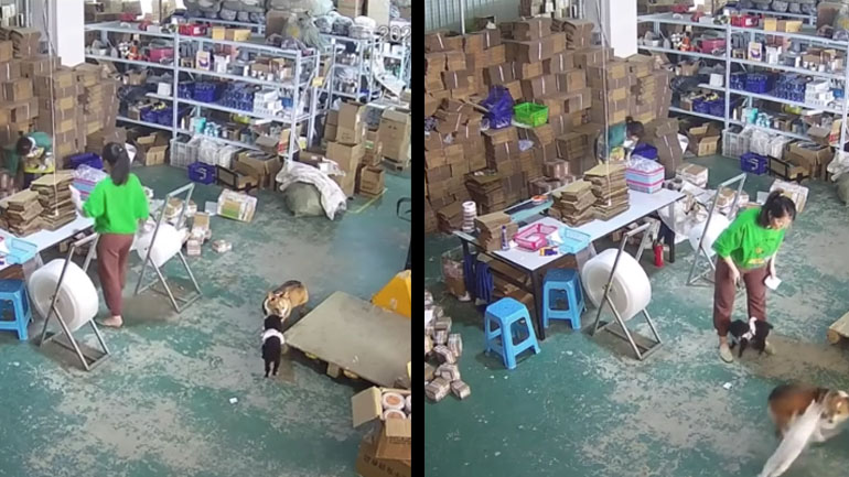 Γάτα-τιμωρός επιτίθεται σε σκύλο