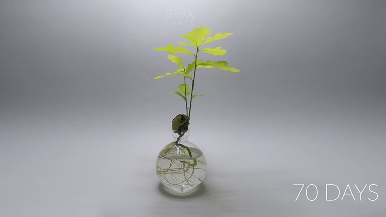 Το άνθος ενός βελανιδιού σε 196 ημέρες (time-lapse)