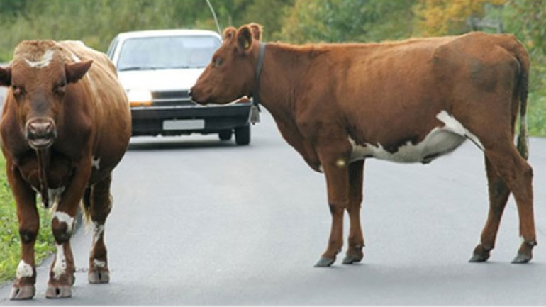 Παγκόσμιο ρεκόρ αυτονομίας με ρεζερβουάρ γεμάτο βιομεθανόλη από κοπριά αγελάδων 