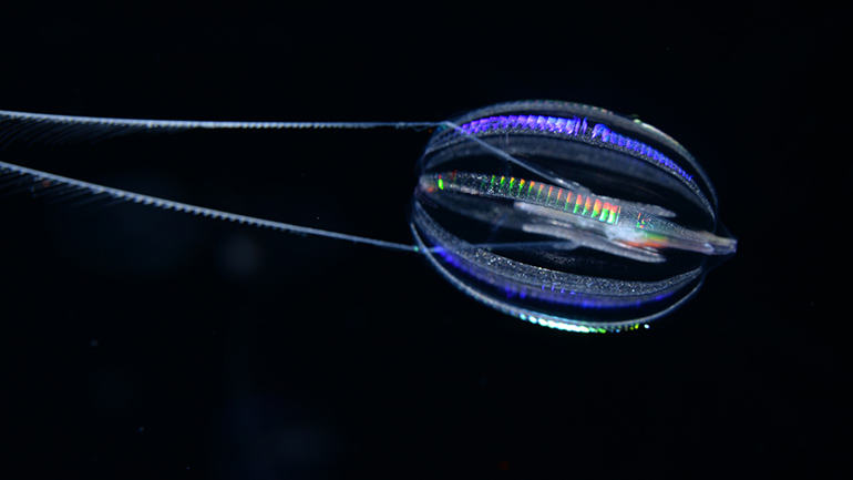 Πώς έμοιαζαν τα πρώτα ζώα;