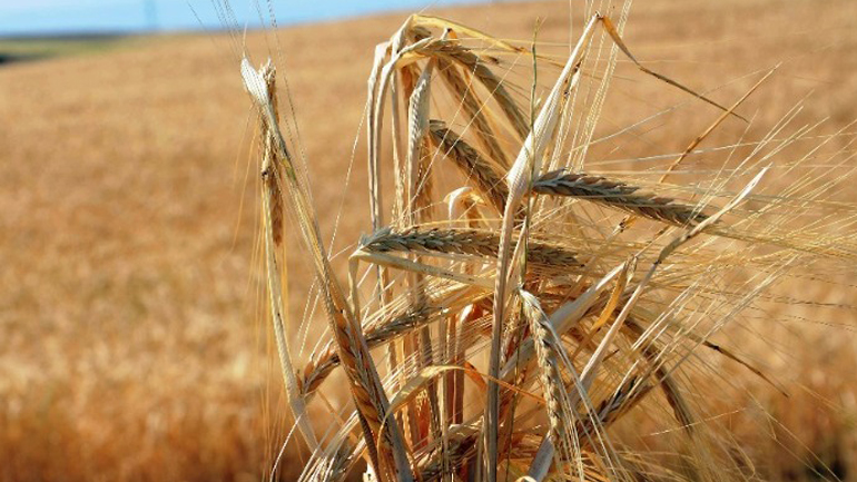 Ρωσία: Επιβεβαίωσε την παράταση της συμφωνίας για την εξαγωγή ουκρανικών σιτηρών από λιμάνια της Μαύρης Θάλασσας