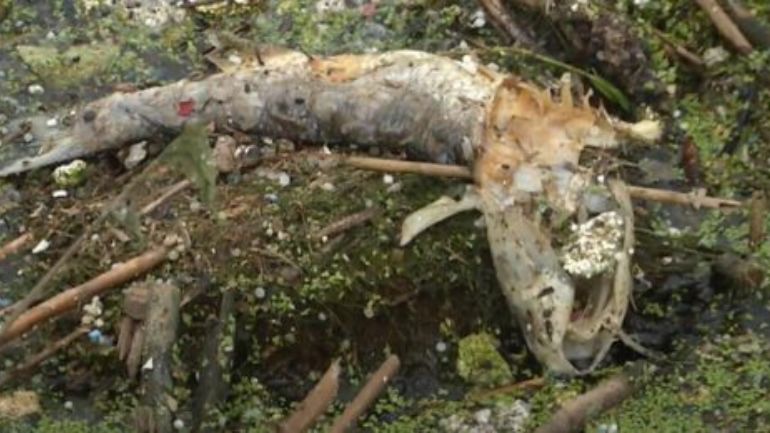 Νεκρά ψάρια στην τάφρο της Σίνδου που καταλήγει στον Θερμαϊκό
