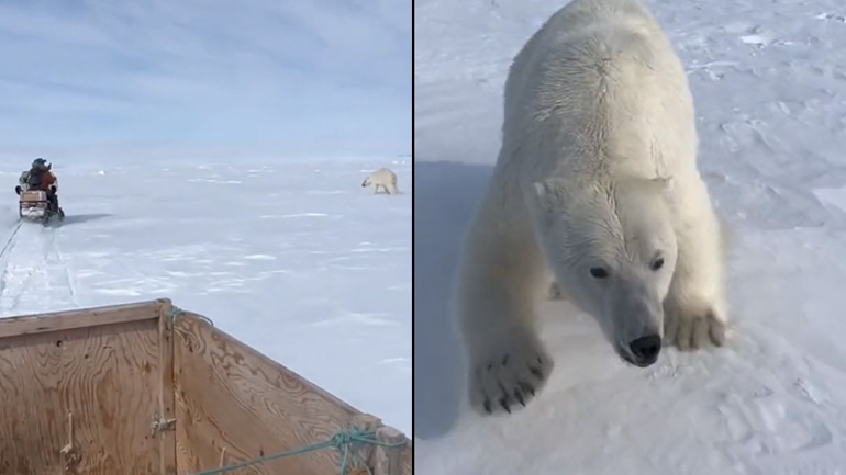 Πολική αρκούδα κυνηγά ένα snowmobile