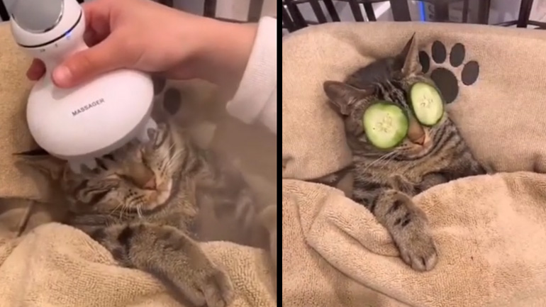 Η γάτα κάνει περιποίηση ομορφιάς