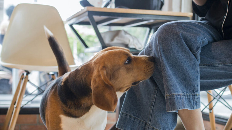 Μπορεί τελικά ο σκύλος να μυρίσει τον φόβο μας;