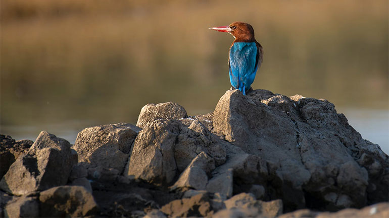 Φύση και παραδοσιακό τραγούδι: Ένα ανθολόγιο παραδοσιακών στίχων