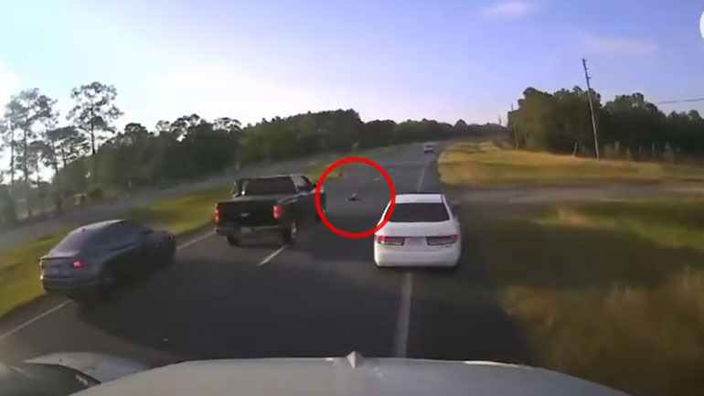 Καραμπόλα εξαιτίας μίας χελώνας – Ποιος φταίει όμως πραγματικά;