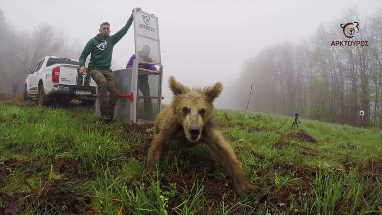 Ο «Θωμάς», το ορφανό αρκουδάκι που σώθηκε από τον «Αρκτούρο», επέστρεψε στη φύση