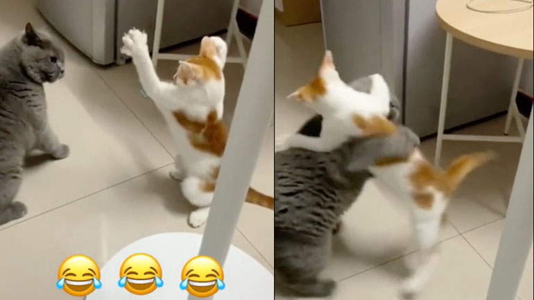 Όπως ο «King» από το «Tekken»