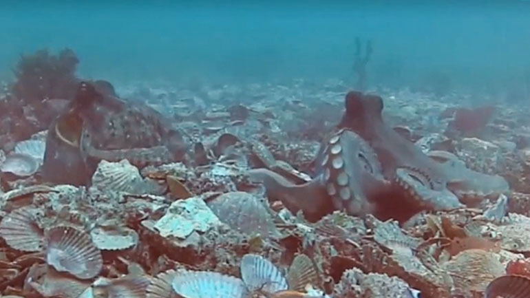 Δύο χταπόδια σε αντιπαράθεση