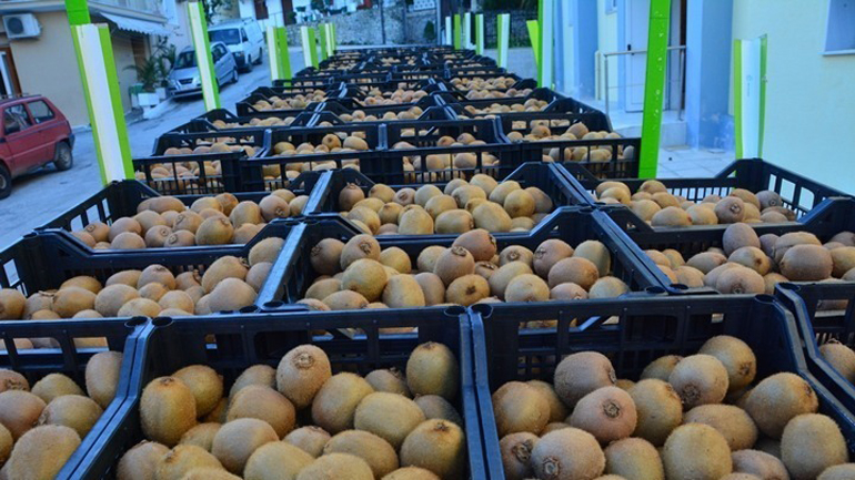 Οργάνωση παραγωγών «ταξιδεύει» το ελληνικό ακτινίδιο σε όλον τον κόσμο