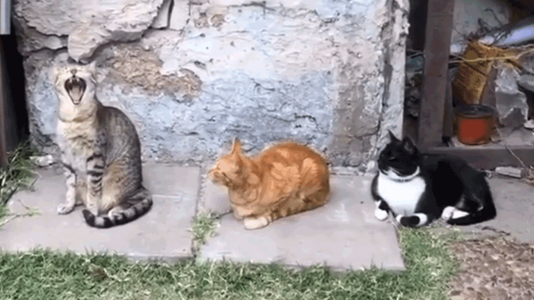 Προσπάθησε να μην χασμουρηθείς 