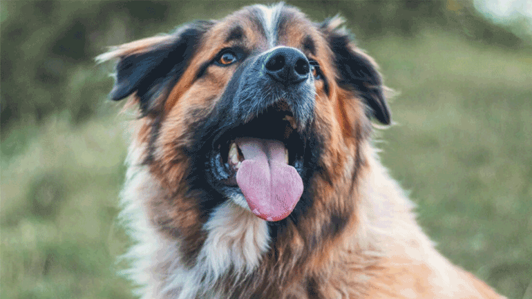 Πόσο καθαρό είναι το στόμα ενός σκύλου;