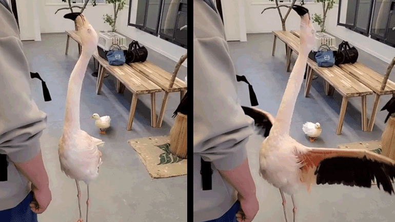 Φλαμίνγκο συστήνεται σε μια οικογένεια