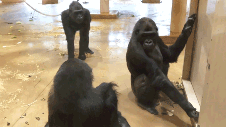 Nεαρός γορίλας κάνει ένα αστείο στους γονείς του