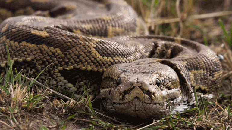 Πύθωνας κατάπιε μια ολόκληρη πετσέτα θαλάσσης