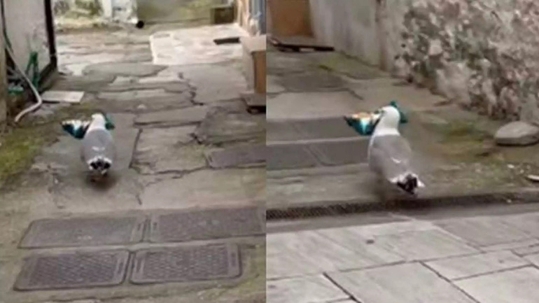 Αλητεία στη Θάσο από… γλάρο – Έχει ταράξει περίπτερο στις κλοπές