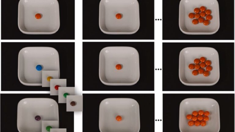 Πείραμα προτείνει ότι μπορείτε να ικανοποιήσετε την όρεξή σας κοιτάζοντας φωτογραφίες φαγητών στο τηλέφωνό σας