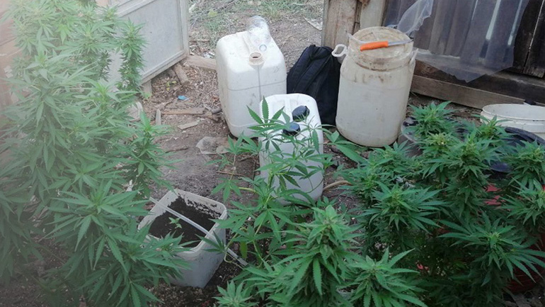 Ηράκλειο: Εκατοντάδες δενδρύλλια κάνναβης σε θερμοκήπια με φασολιές