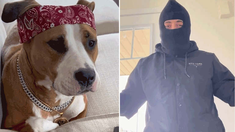 Pitbull οι καλύτεροι φύλακες