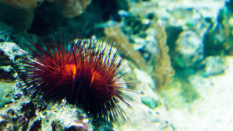 Επιδημία σκοτώνει τους αχινούς στην Ερυθρά Θάλασσα βάζοντας σε κίνδυνο τα κοράλλια