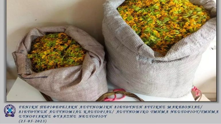 Συνελήφθη 61χρονος για παράνομη συλλογή αρωματικού και θεραπευτικού φυτού από τον Γράμμο