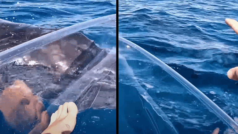 Άνδρας κωπηλατεί δίπλα σε φάλαινα (Αυστραλία)