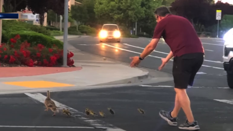 Τραγωδία: Σταμάτησε να βοηθήσει πάπιες να περάσουν τον δρόμο και τον παρέσυρε αυτοκίνητο όσο το παιδί του τραβούσε βίντεο