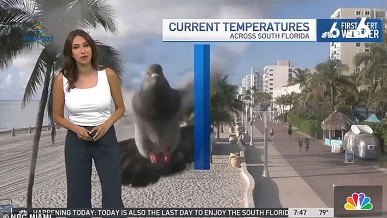 Μετεωρολόγος στις ΗΠΑ τρόμαξε από περιστέρι που έπεσε στην κάμερα