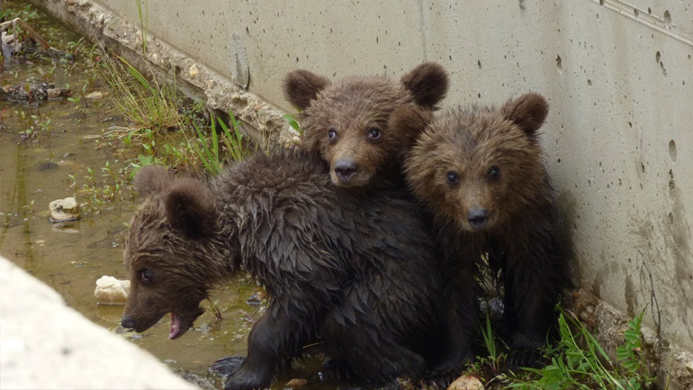 Φλώρινα: Ευτυχής κατάληξη στην περιπέτεια των τριών μικρών αρκούδων