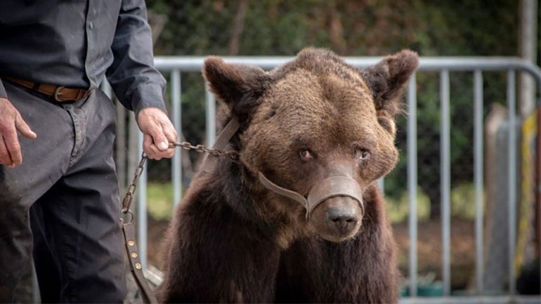 Ιταλία: Δικαστήριο ανέβαλε την εκτέλεση αρκούδας που σκότωσε 26χρονο δρομέα