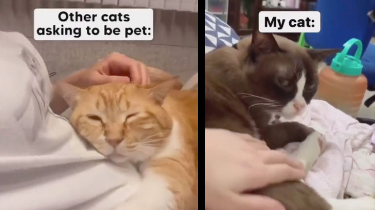 Κάποιες γάτες δεν θέλουν χάδια