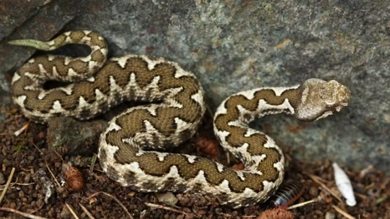 Θεσσαλονίκη: Παλεύει να κρατηθεί στη ζωή η 39χρονη ερπετολόγος