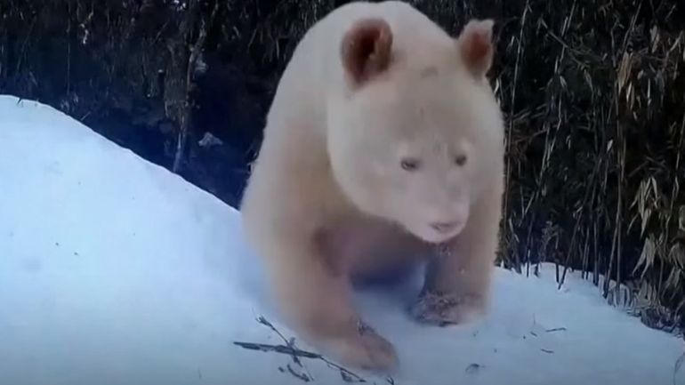 Αυτό είναι το μοναδικό πάντα-αλμπίνο σε όλο τον κόσμο