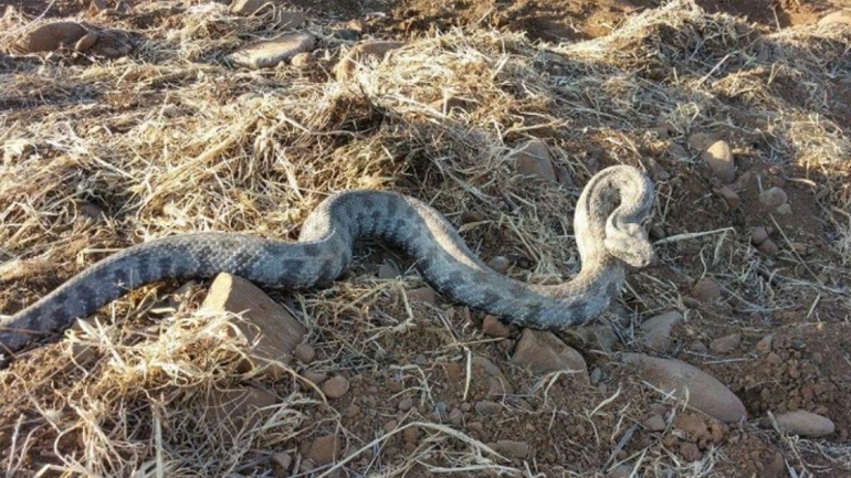 Στο νοσοκομείο Βόλου 55χρονη μετά από δάγκωμα φιδιού