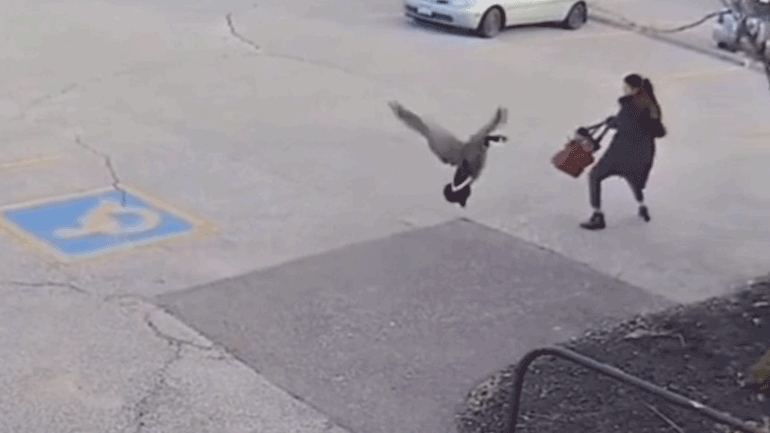 Χήνα επιτίθεται σε γυναίκα