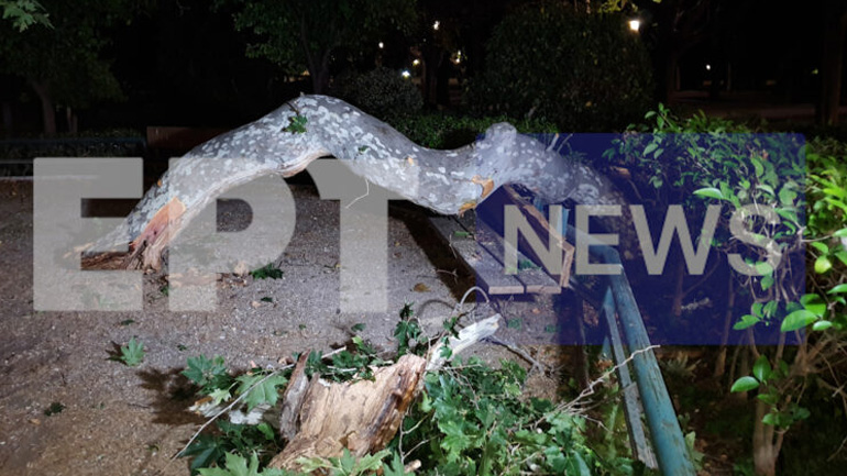 Κλαδί καταπλάκωσε τρεις Καναδούς τουρίστες στο Ζάππειο