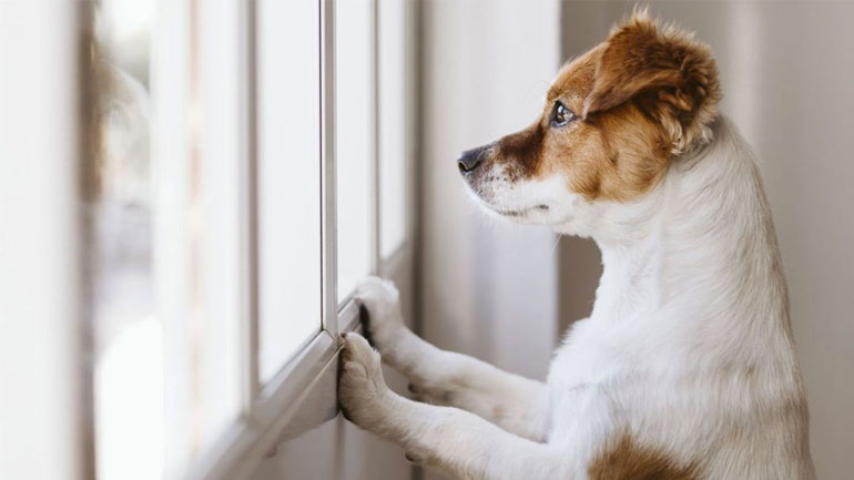 Πώς να μάθω τον σκύλο να μένει μόνος του στο σπίτι;