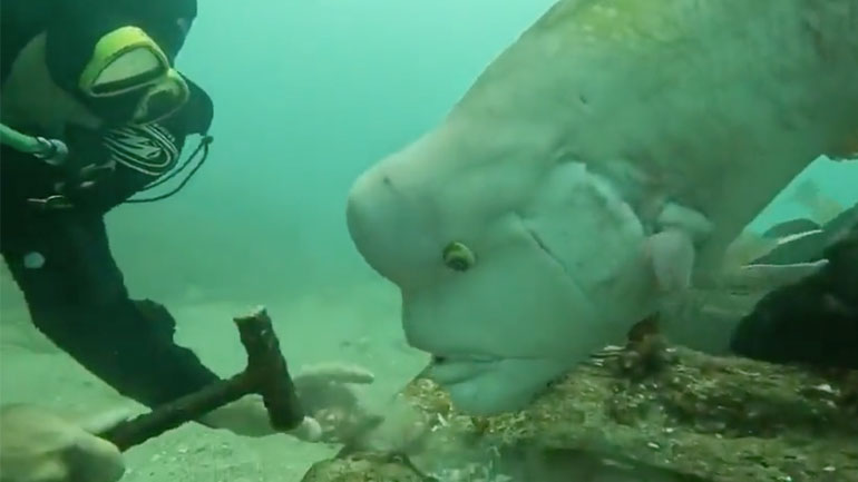 Ένα περίεργο ψάρι