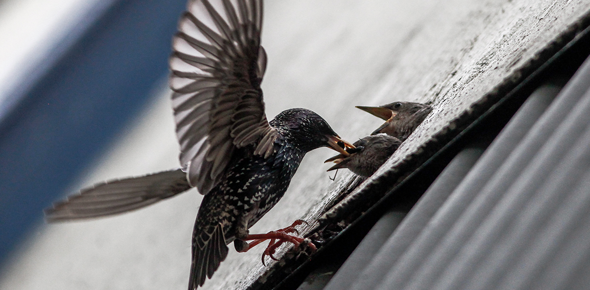 Γονική στοργή