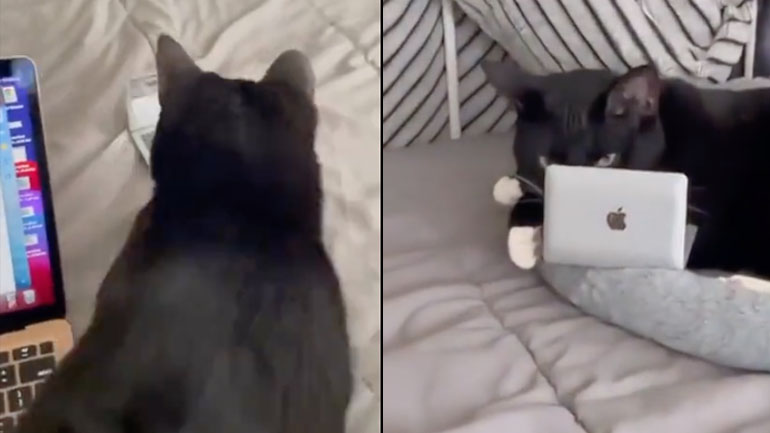 Τρικ για να μην ανεβαίνει η γάτα στο λάπτοπ σου