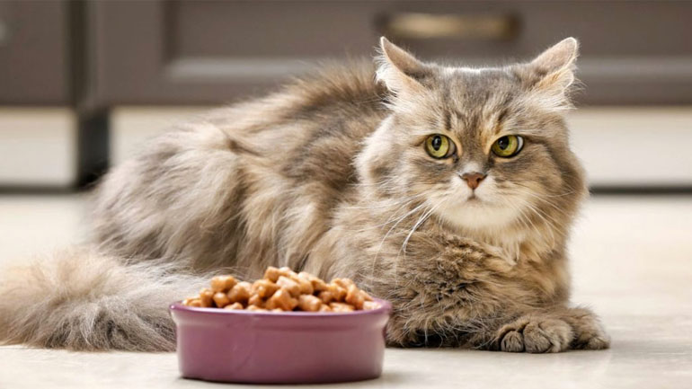 Πώς να αντιμετωπίσετε την τροφική δυσανεξία στη γάτα
