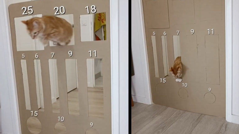 Από ποια ανοίγματα χωράει να περάσει η γάτα;