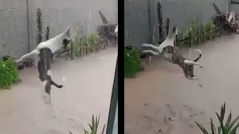 Ο σκύλος ενθουσιάζεται όταν βρέχει έξω