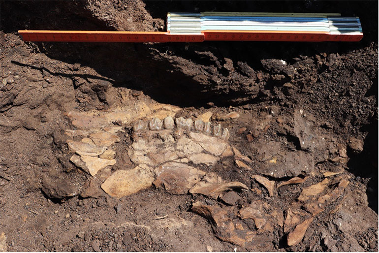 Κρανίο ελαφοειδούς, όπως βρέθηκε κατά χώρα στη θέση Κυπαρίσσια 4