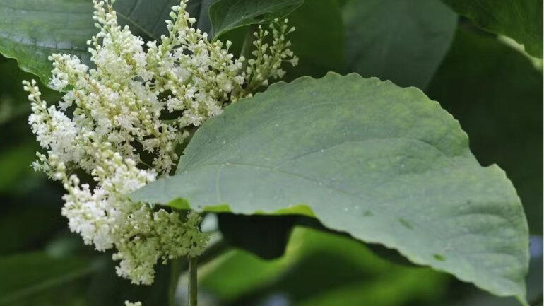 Οι διαφορετικοί τύποι της βιωσιμότητας