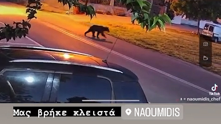 Έριξαν πόρτα σε αρκούδα